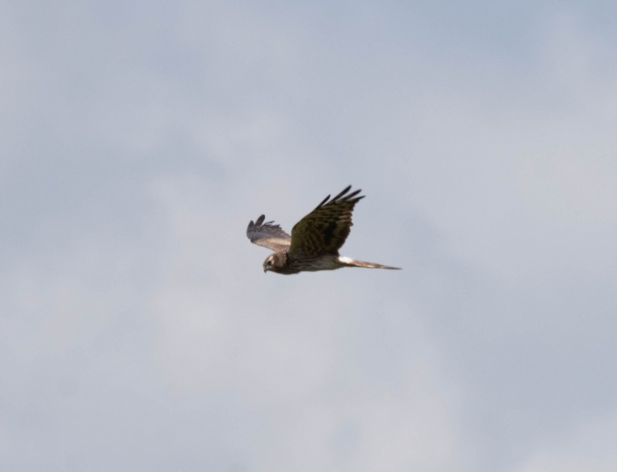 Montagu's Harrier - João  Esteves