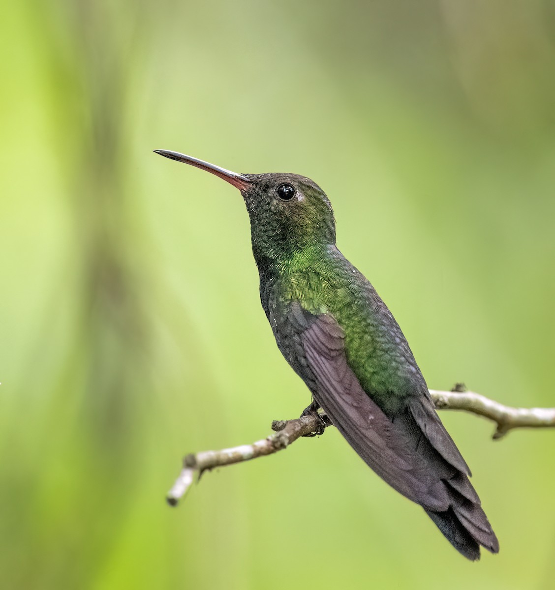 kolibřík haitský - ML617942207