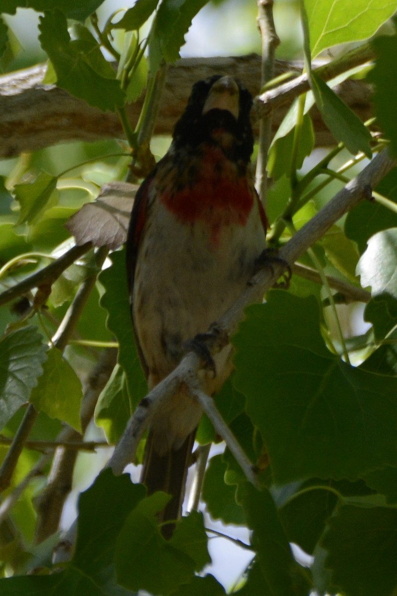 Rose-breasted Grosbeak - Cathy Pasterczyk