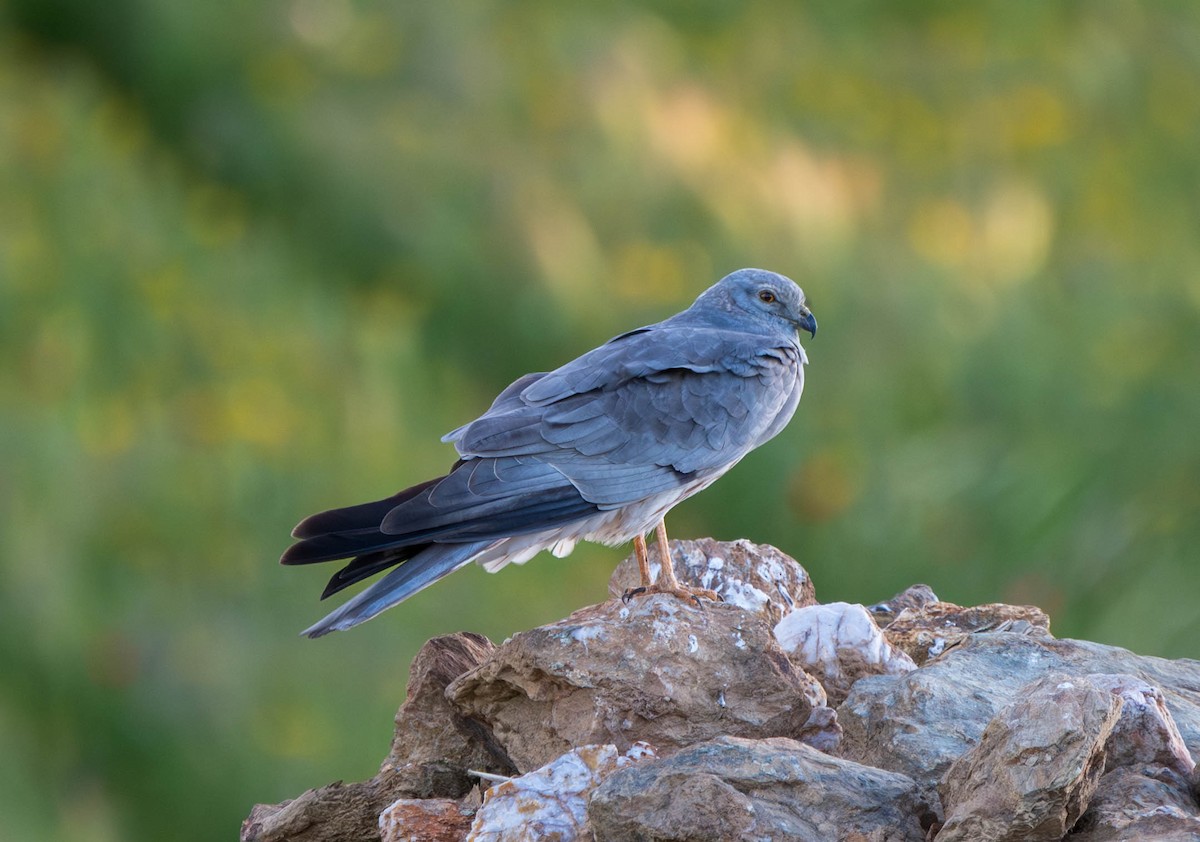 Aguilucho Cenizo - ML617942219