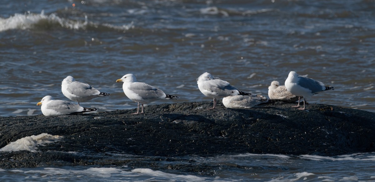 Herring Gull - ML617942235