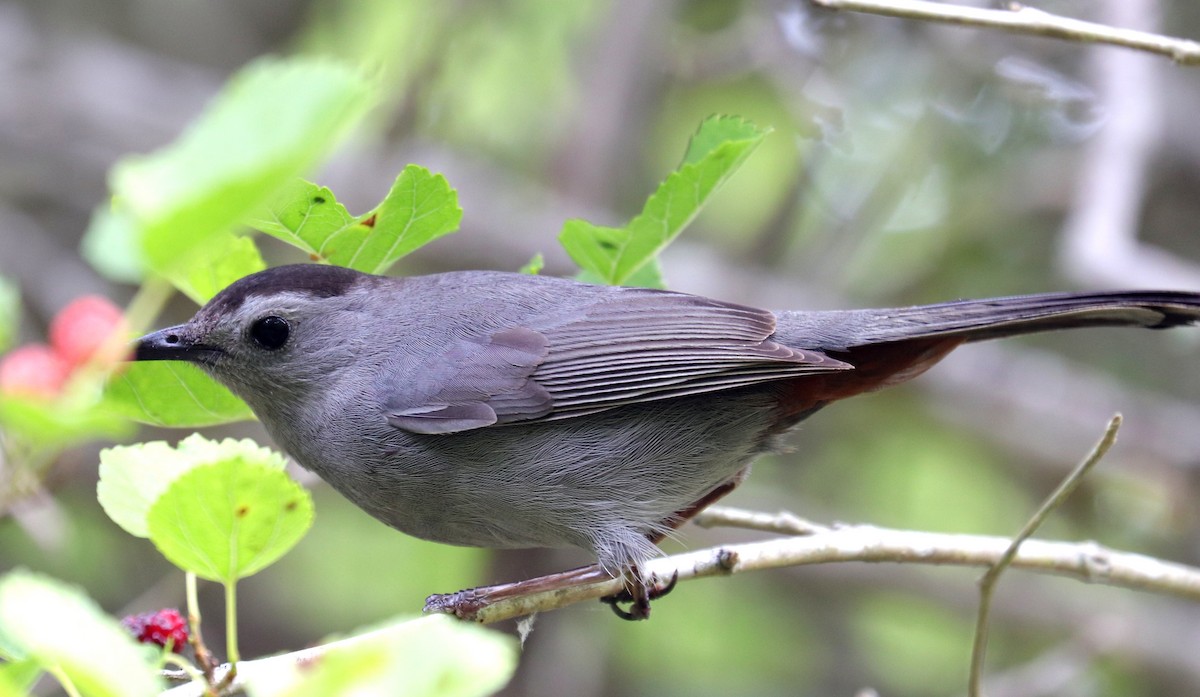 Gray Catbird - ML617942240