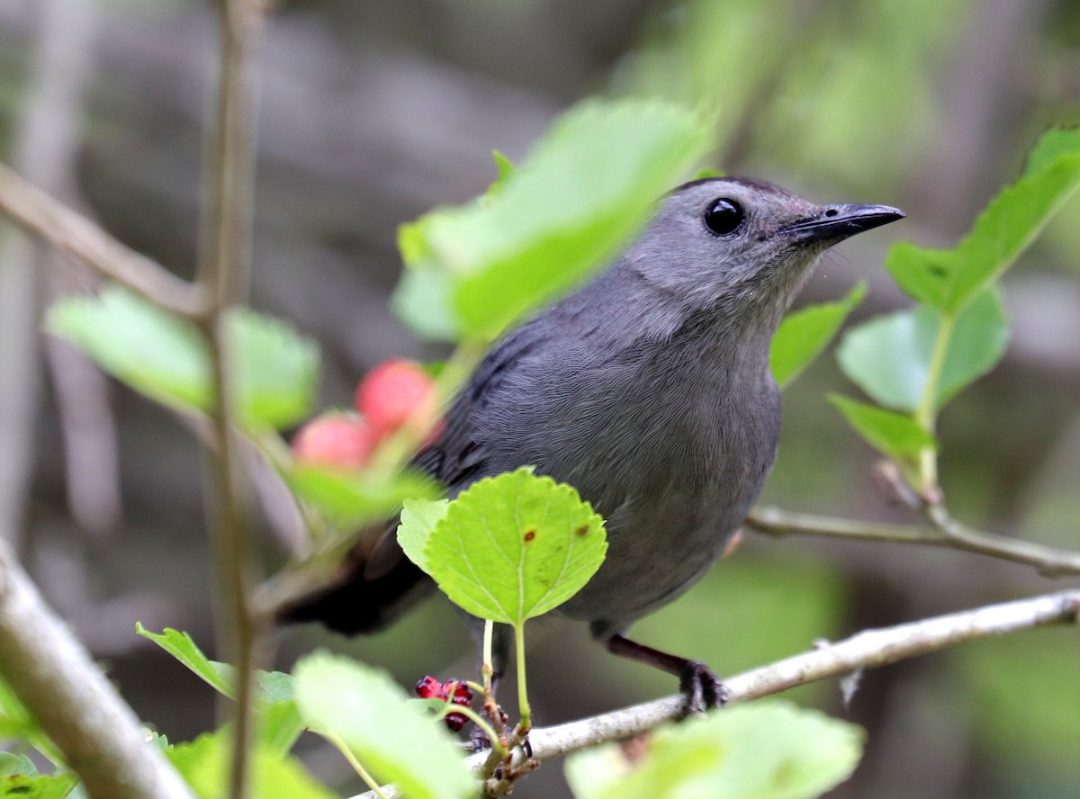 Gray Catbird - ML617942256