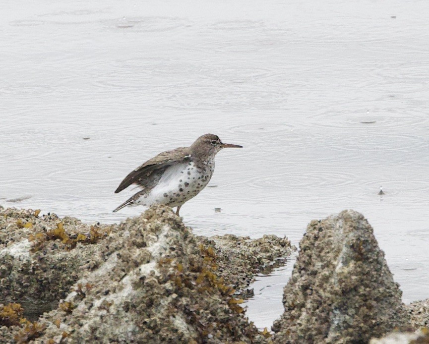 Spotted Sandpiper - Sue Flecker