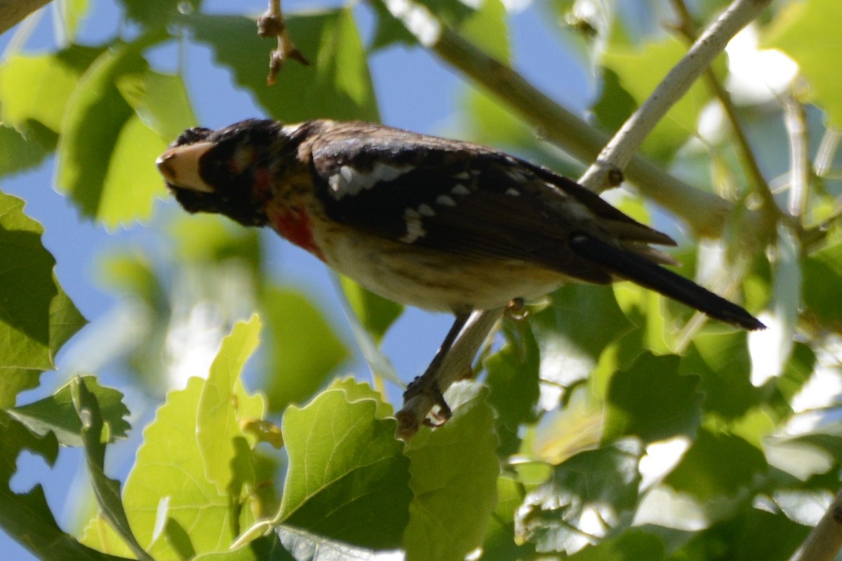 Rose-breasted Grosbeak - ML617942300