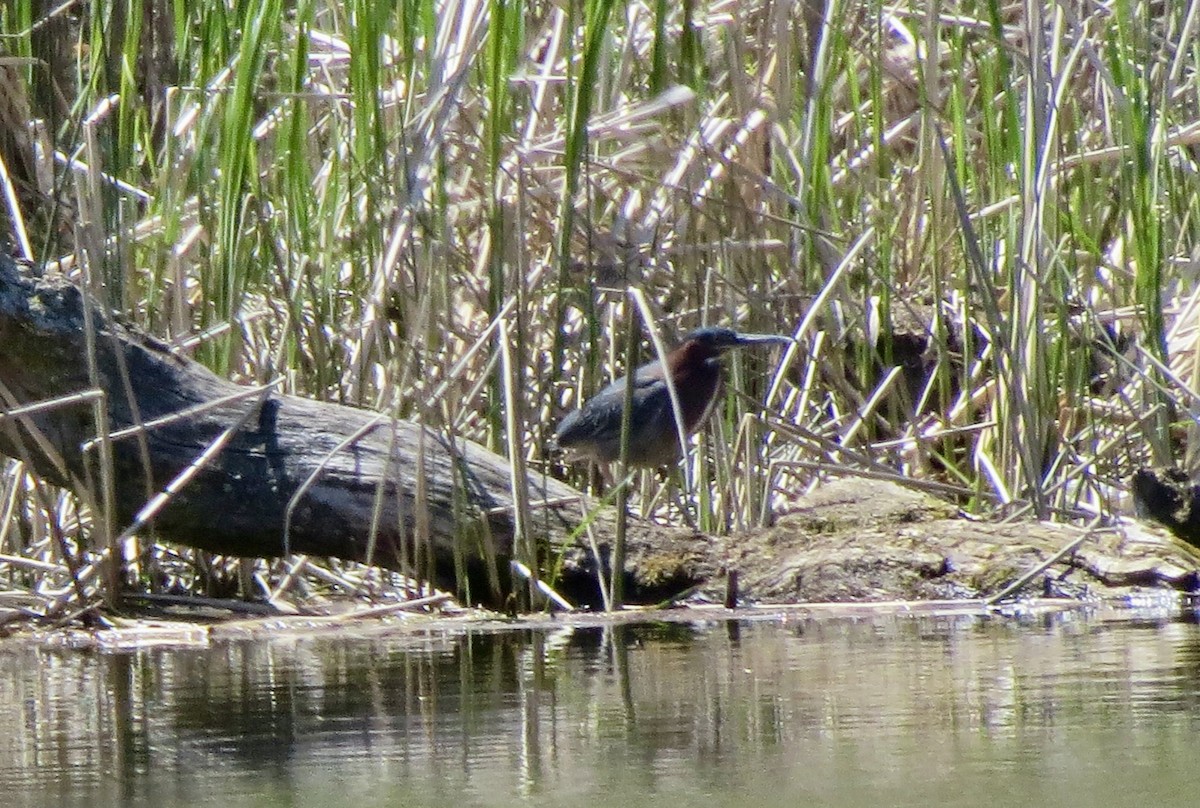 Green Heron - ML617942302