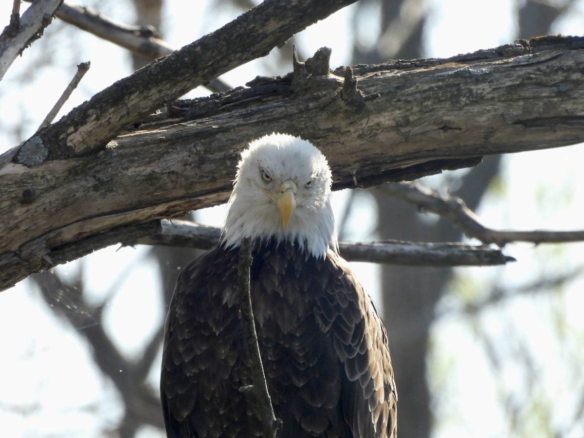 Bald Eagle - ML617942352