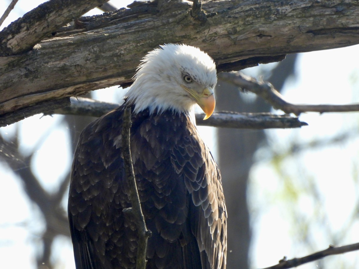 Bald Eagle - ML617942353