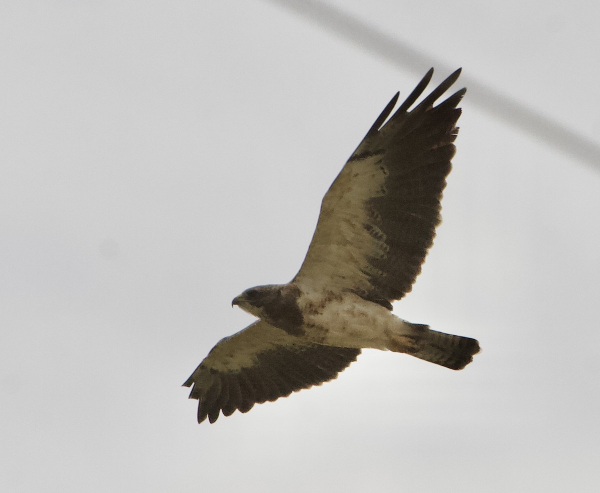 Swainson's Hawk - Gerry Mielke