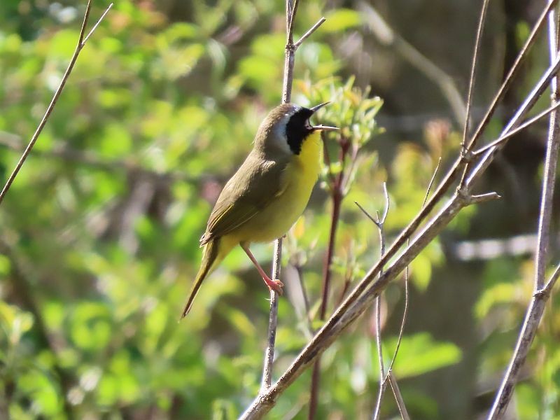 Common Yellowthroat - Tracy The Birder