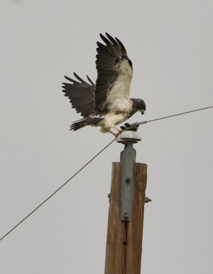 Swainson's Hawk - ML617942372