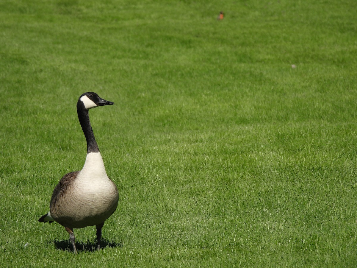 Canada Goose - ML617942375