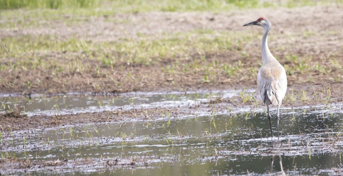 Sandhill Crane - ML617942386