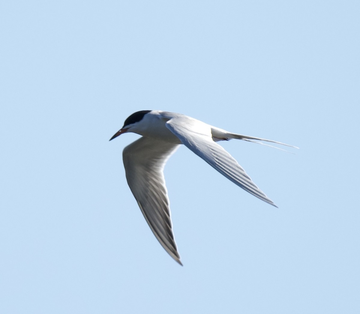 Forster's Tern - Tom Baumgart