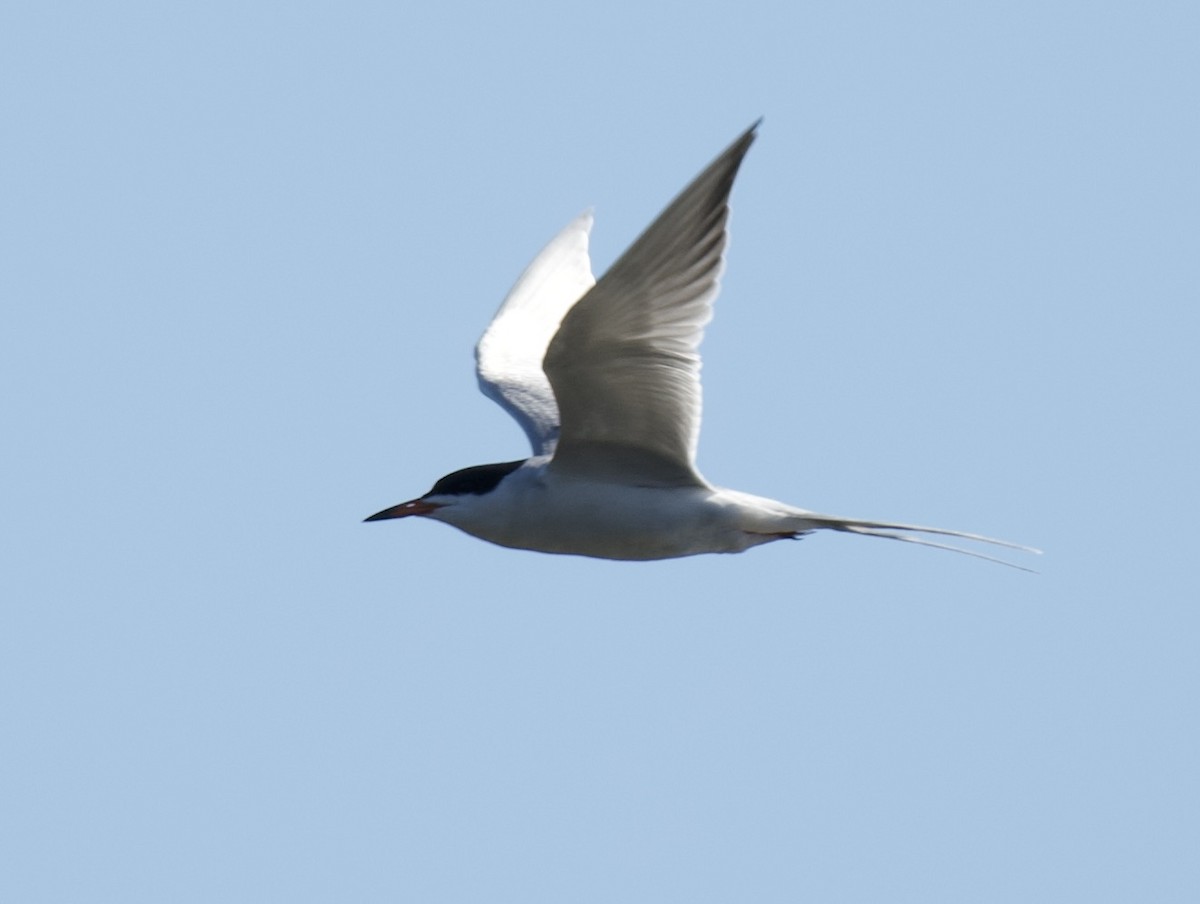 Forster's Tern - ML617942403