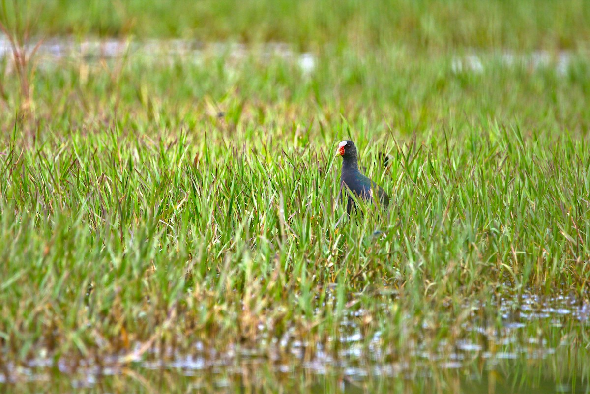 Purple Gallinule - Mattéo Antoine