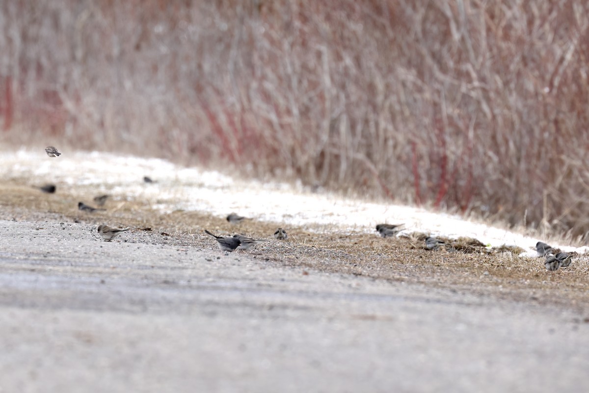 Dark-eyed Junco - ML617942412