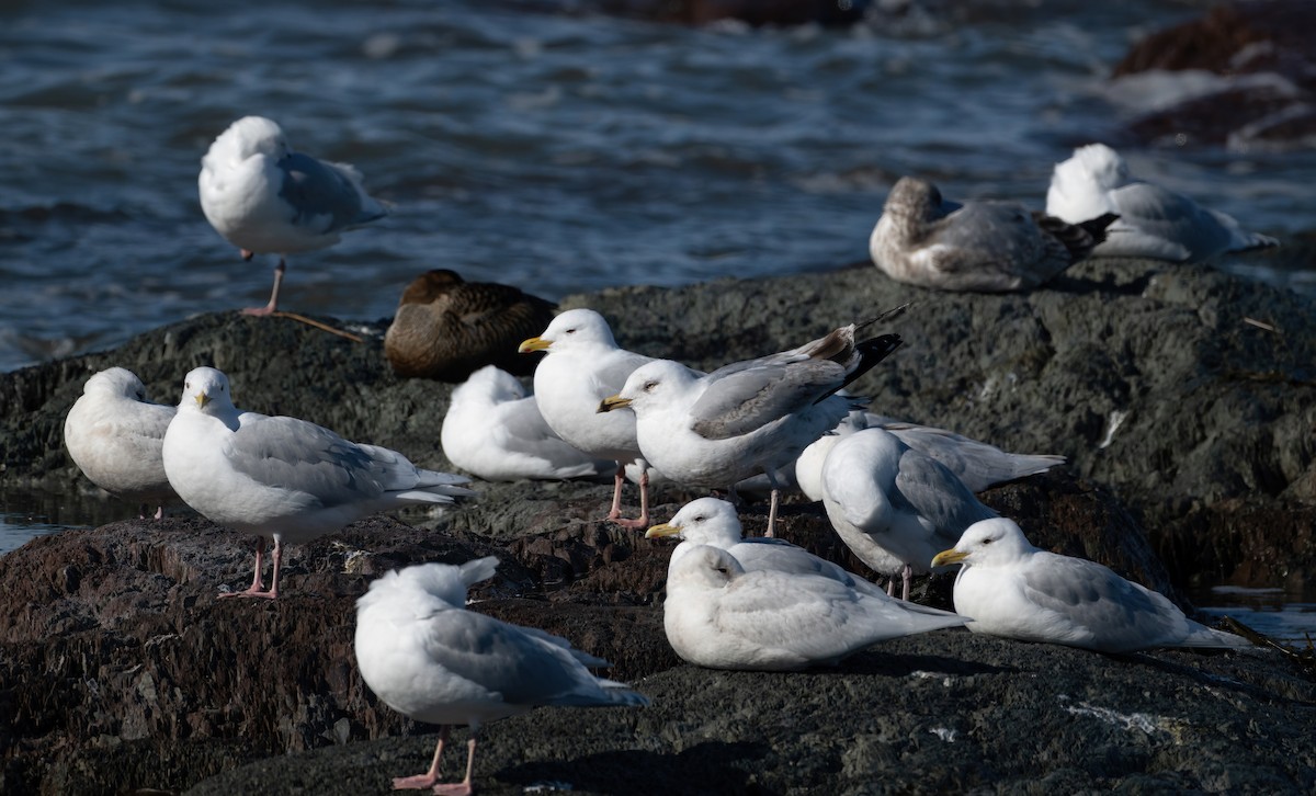 Iceland Gull - ML617942425