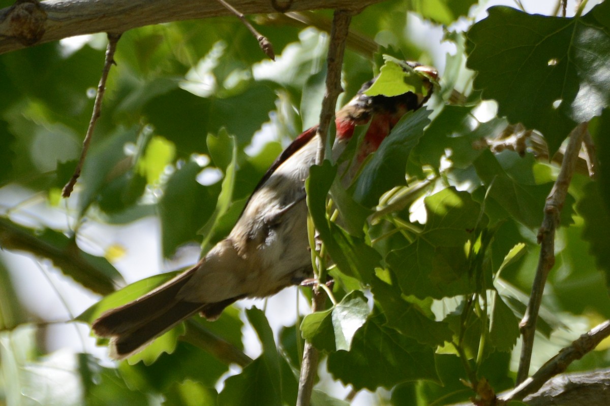 Cardinal à poitrine rose - ML617942430