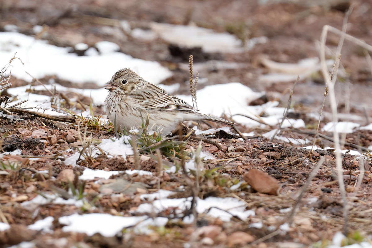 Vesper Sparrow - ML617942462