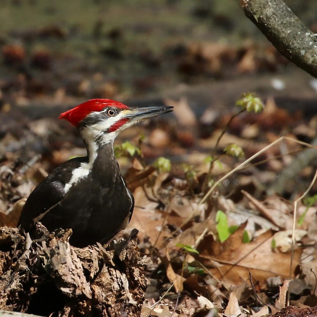 Pileated Woodpecker - ML617942472