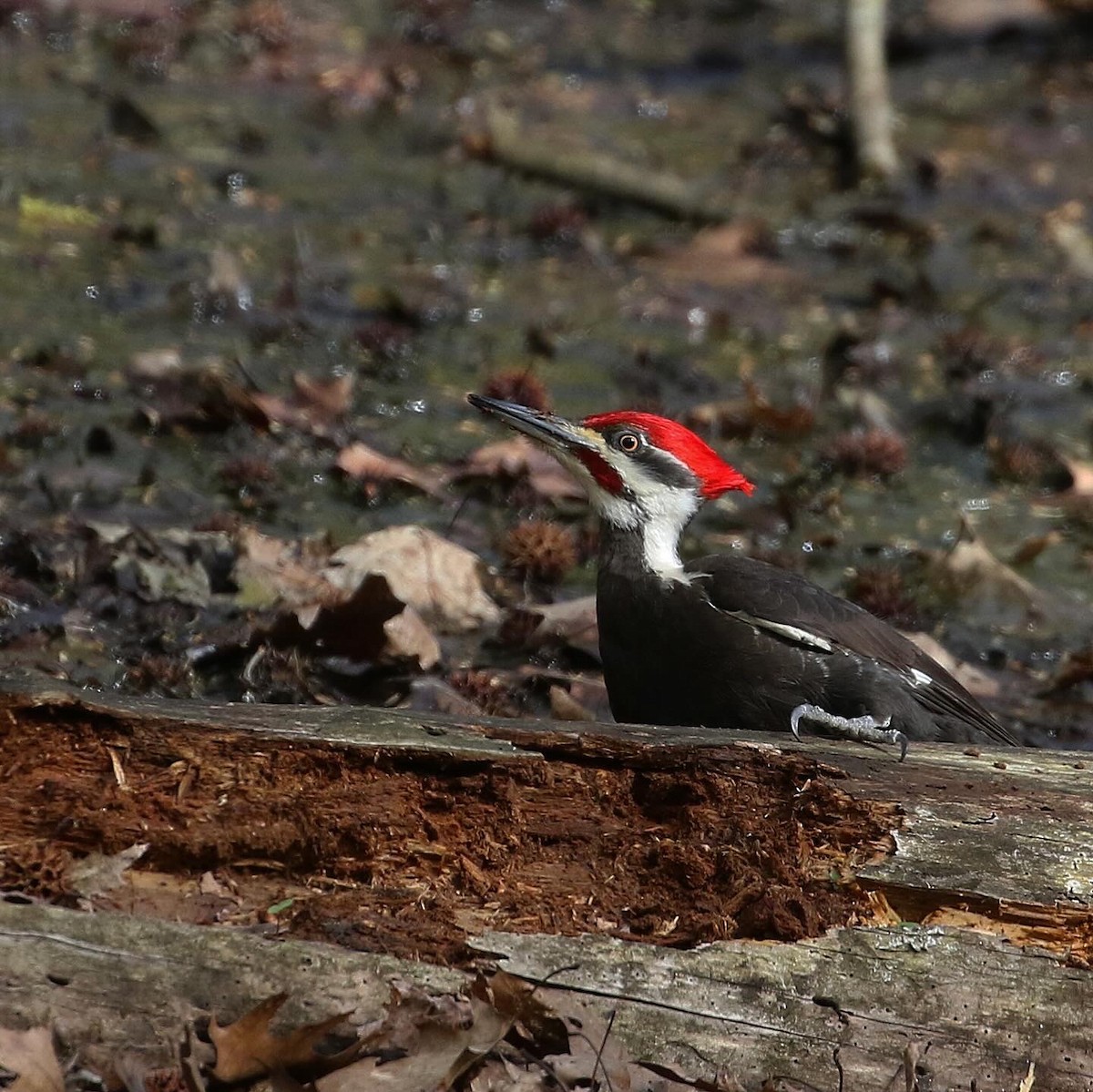 Pileated Woodpecker - ML617942473