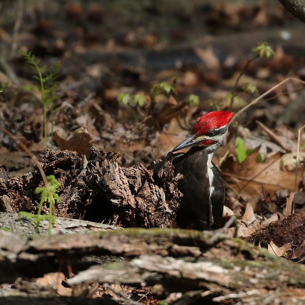Pileated Woodpecker - Anthony V. Ciancimino