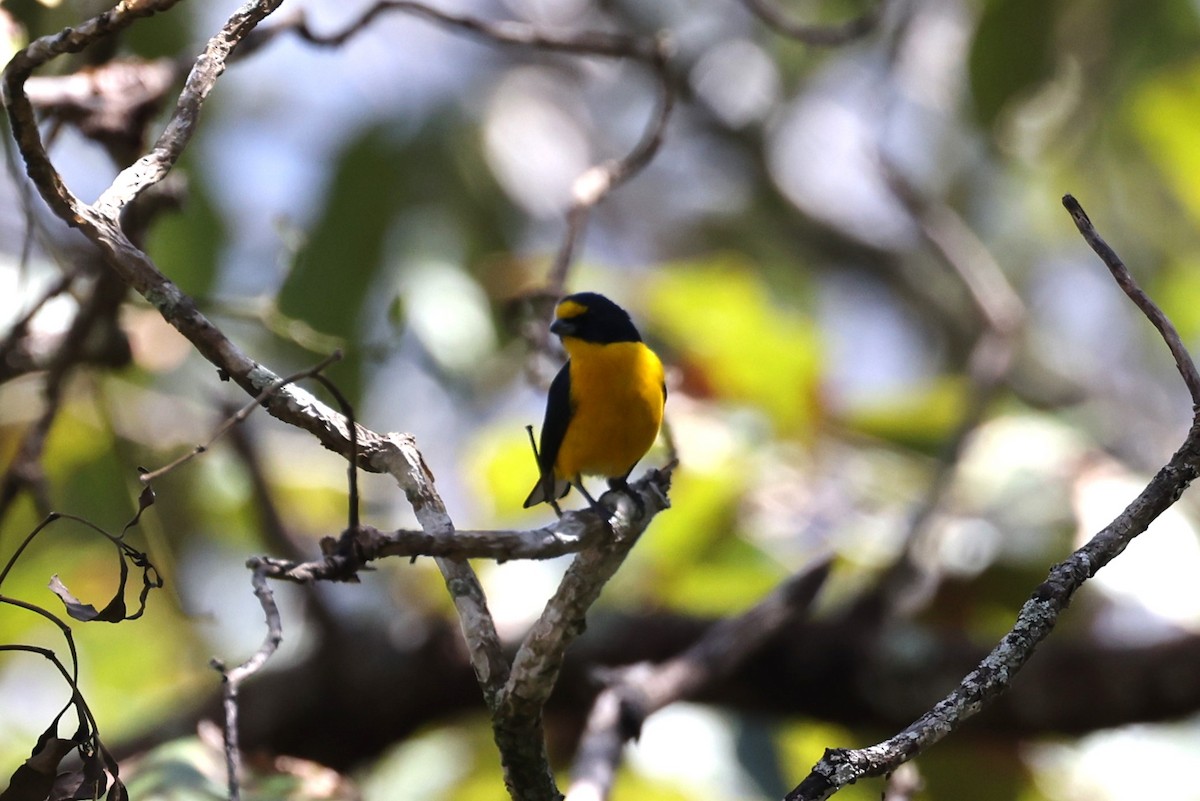 Yellow-throated Euphonia - ML617942515