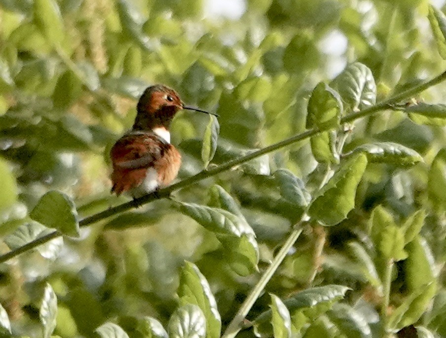 Colibrí de Allen - ML617942544