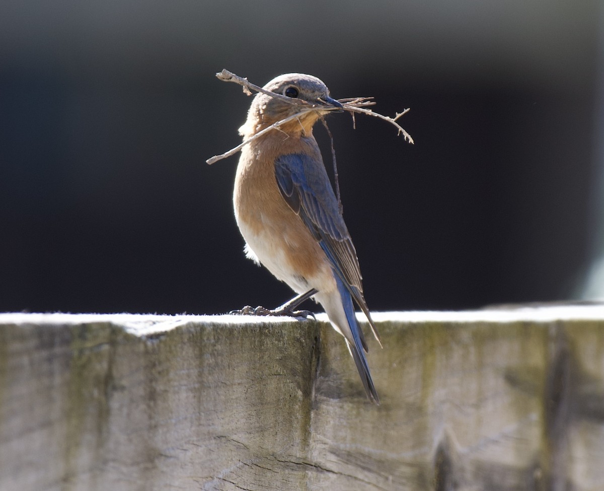 Eastern Bluebird - ML617942550