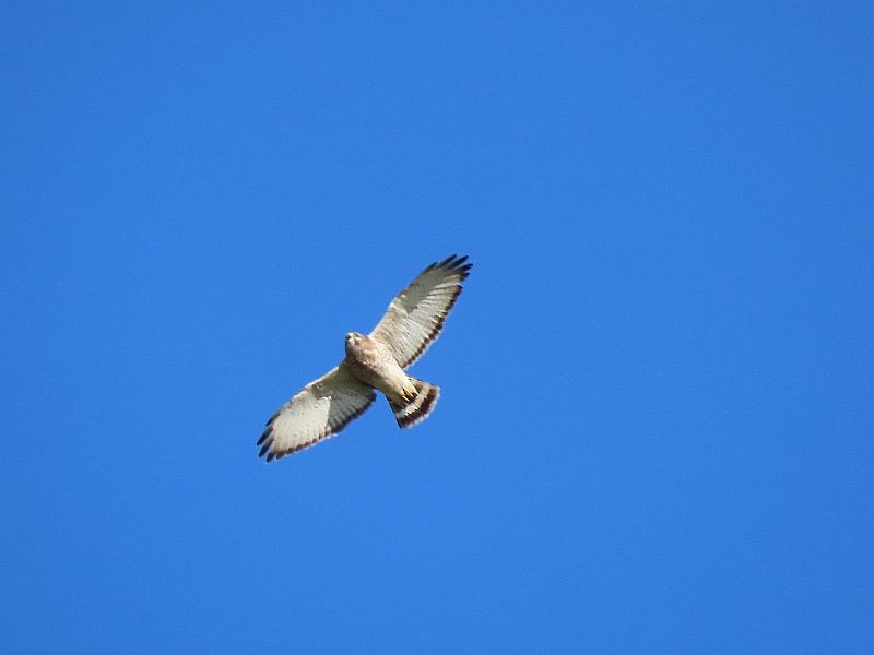 Broad-winged Hawk - ML617942566