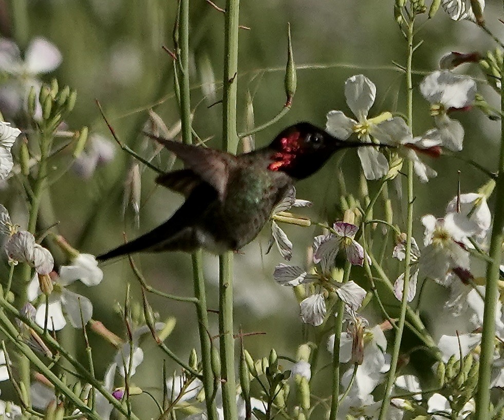 rødmaskekolibri - ML617942620