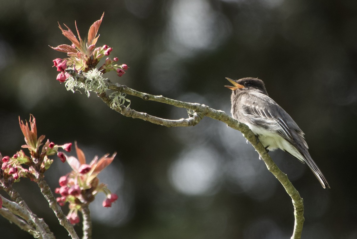 Black Phoebe - Thomas Michel