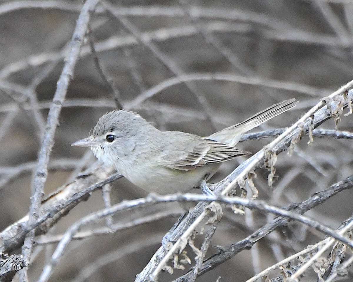 Bell's Vireo (Arizona) - Ted Wolff