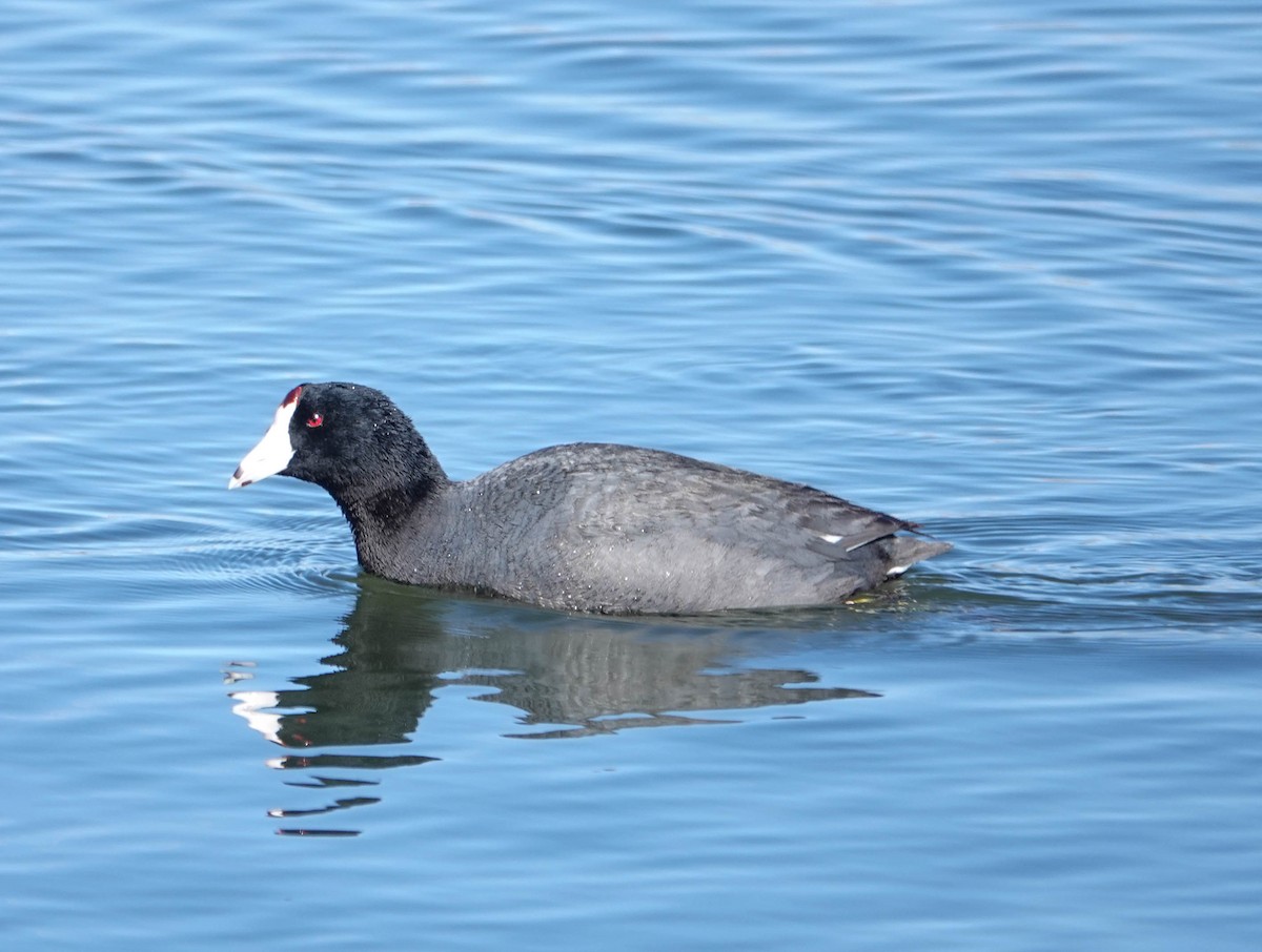 American Coot - ML617942680