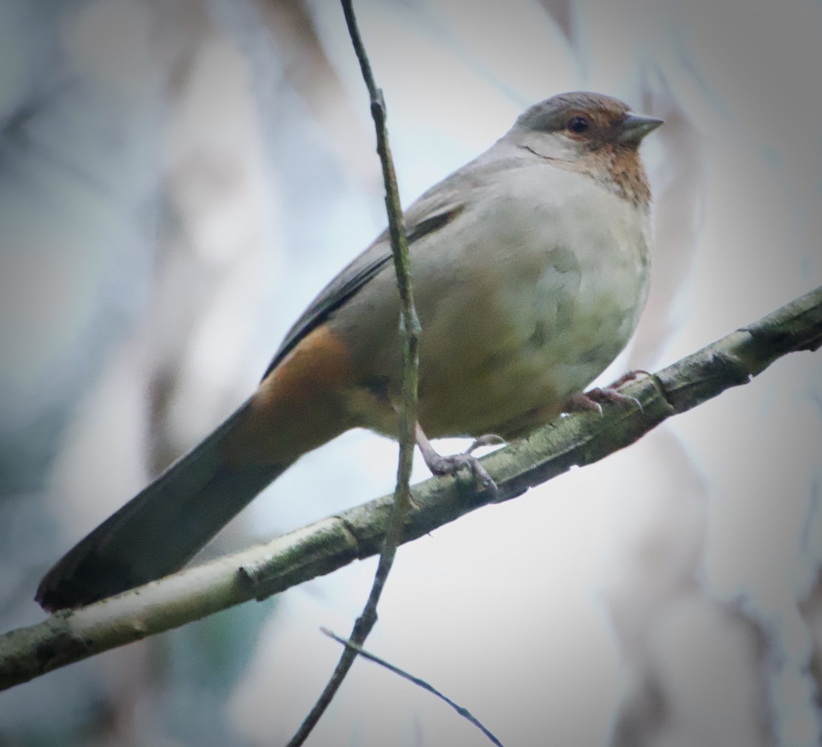 California Towhee - ML617942708