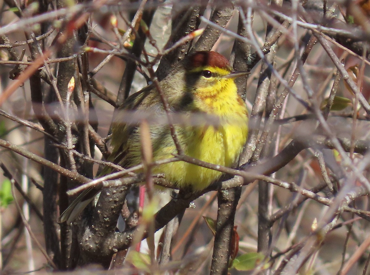 Palm Warbler (Yellow) - Jon P. Ruddy