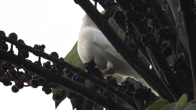tanımsız Turdus sp. - ML617942763