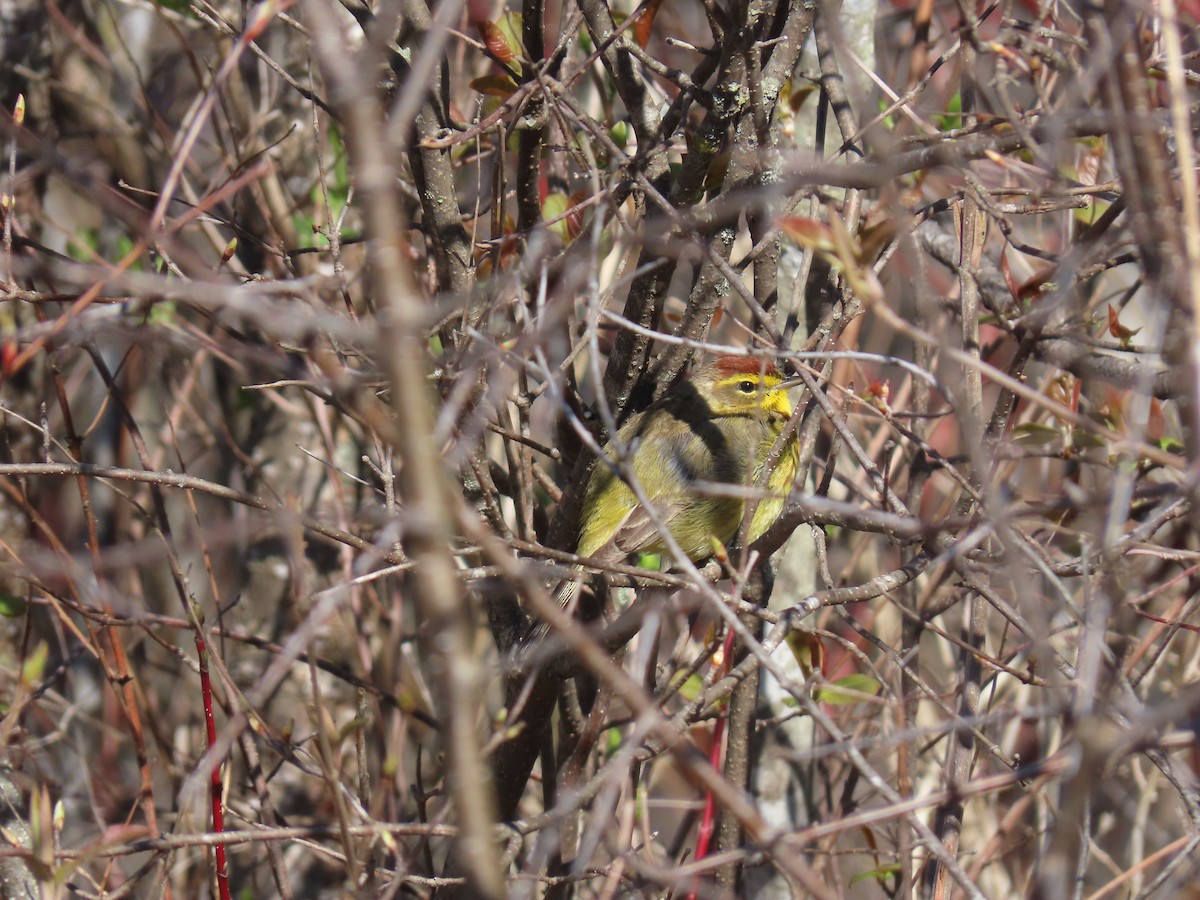 Palm Warbler (Yellow) - Jon P. Ruddy