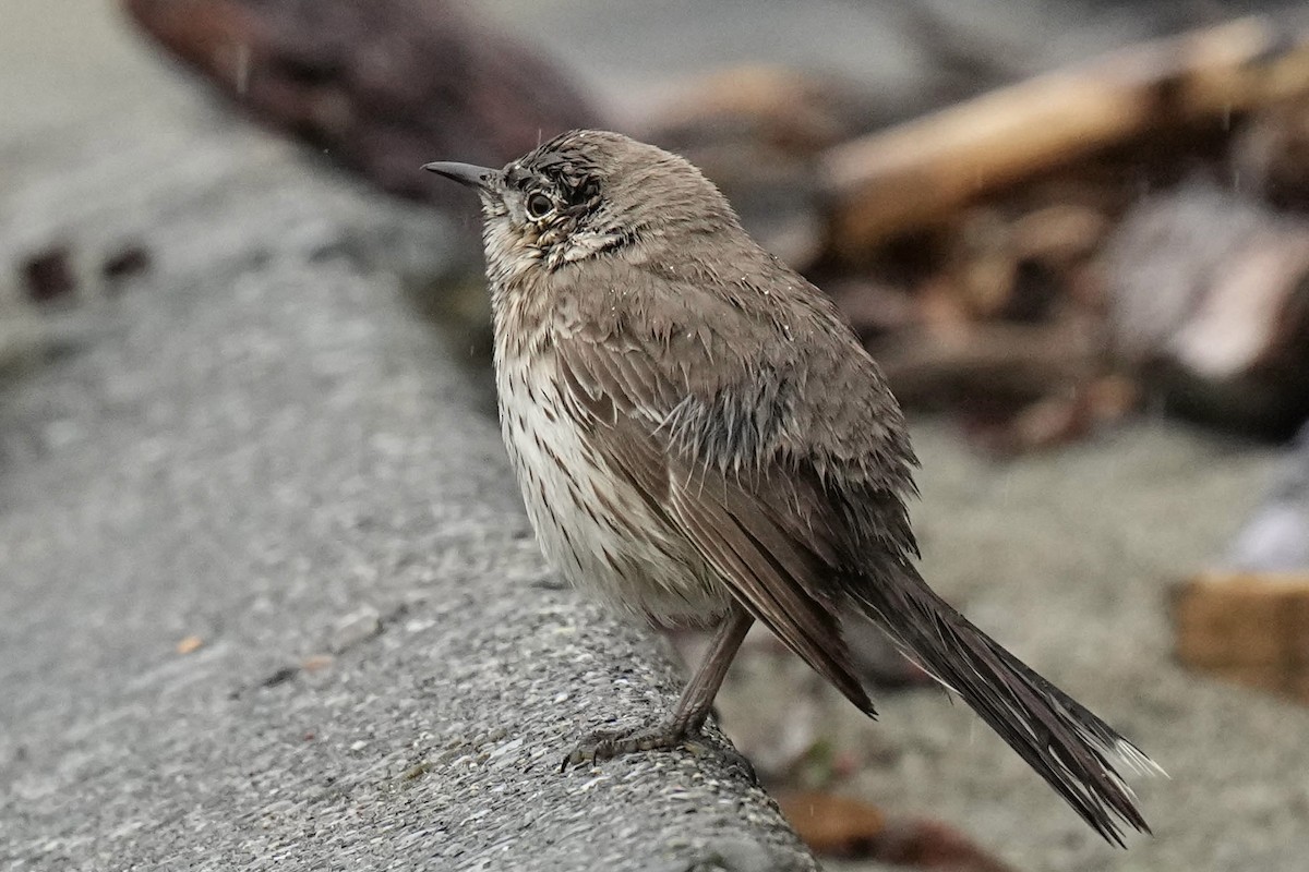 Sage Thrasher - Sabine Jessen