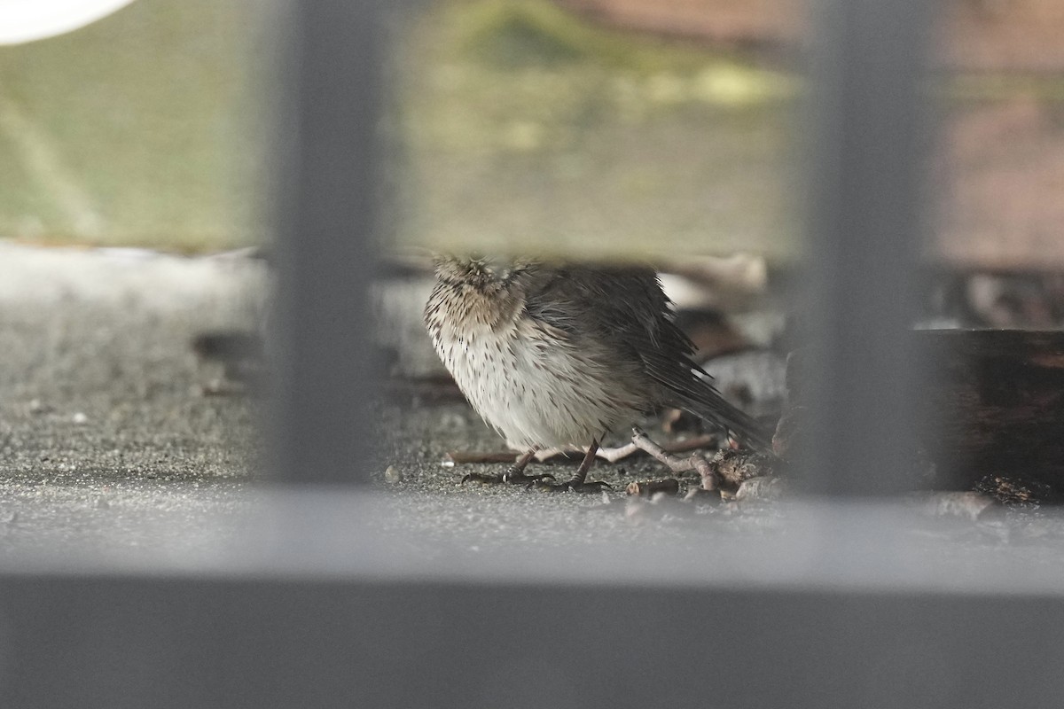 Sage Thrasher - Sabine Jessen