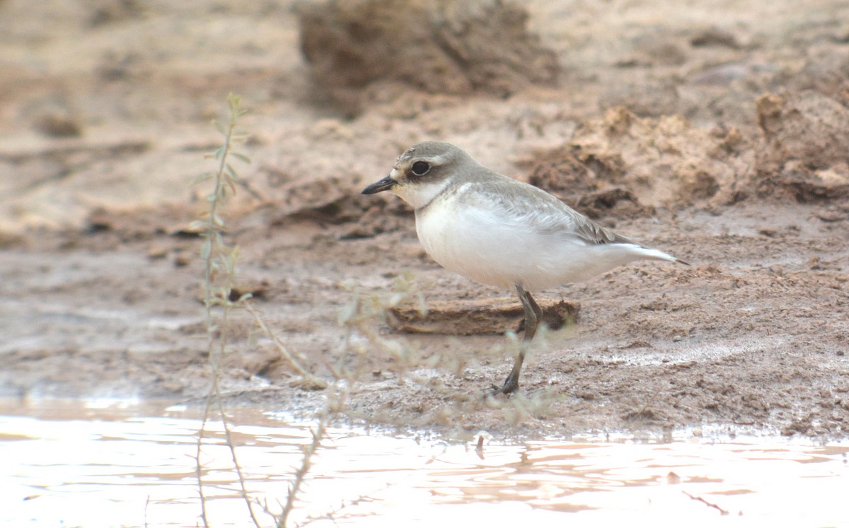 Txirritxo mongoliarra - ML617942904