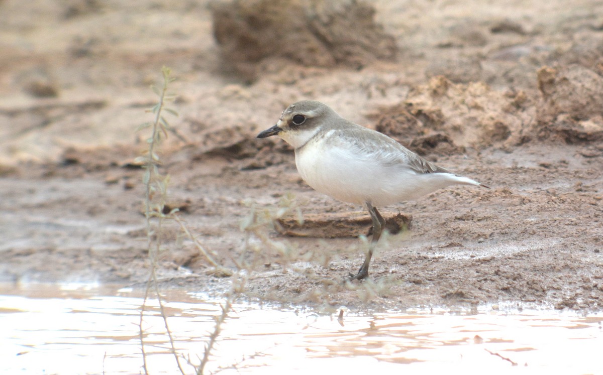 Siberian Sand-Plover - Nancy Hetrick