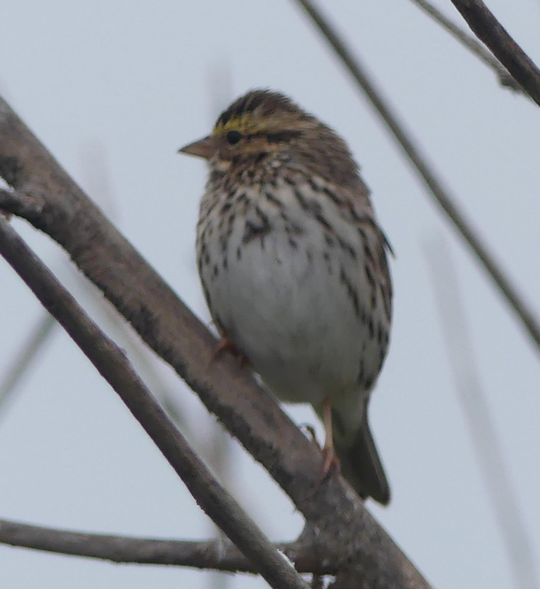 Savannah Sparrow - ML617942929