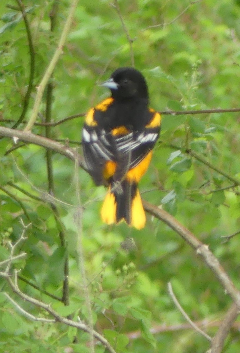 Baltimore Oriole - Sandra Spence