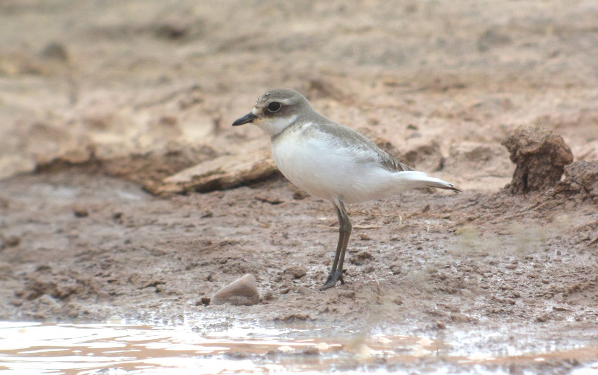 Siberian Sand-Plover - Nancy Hetrick