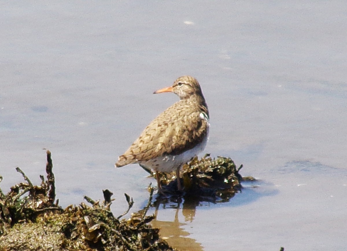 Spotted Sandpiper - michael popowski