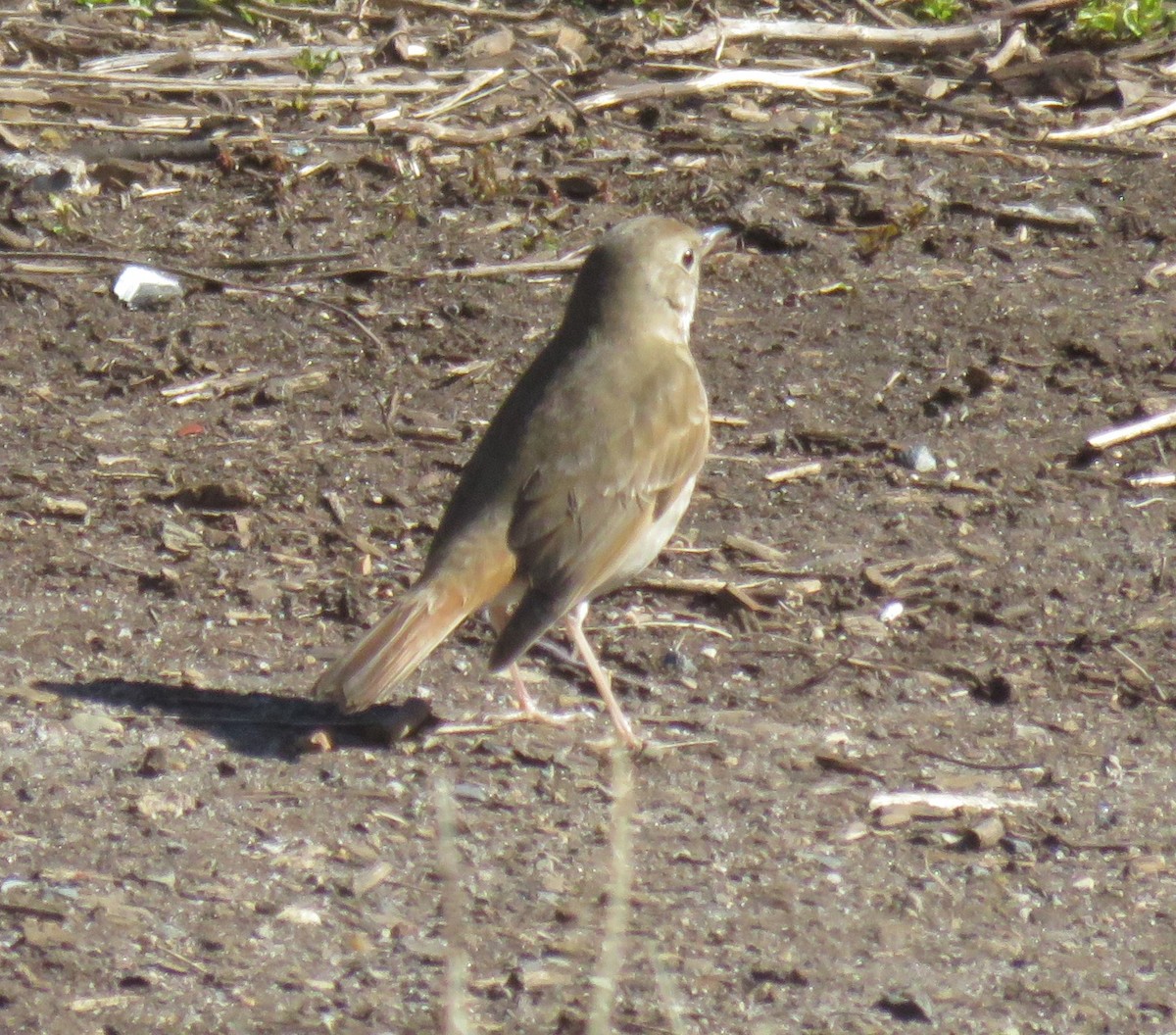 Hermit Thrush - David Peterson