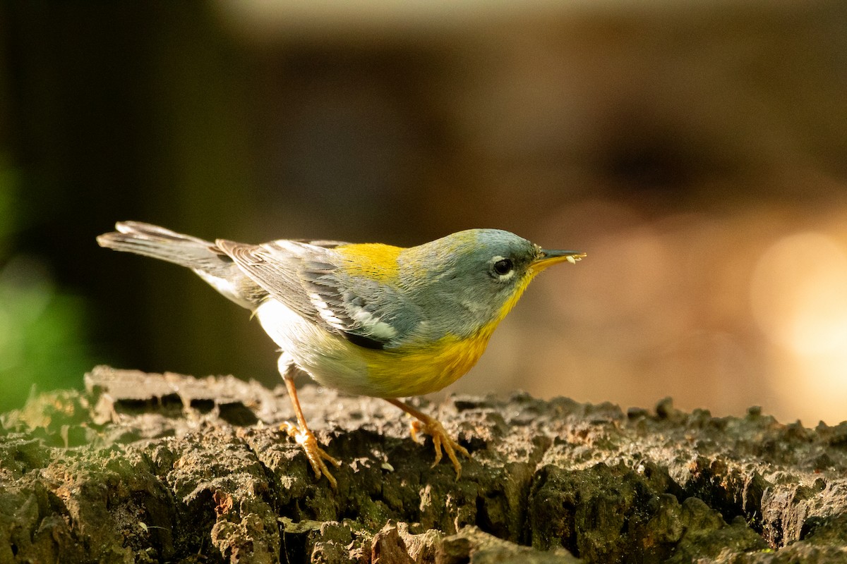 Northern Parula - ML617943096