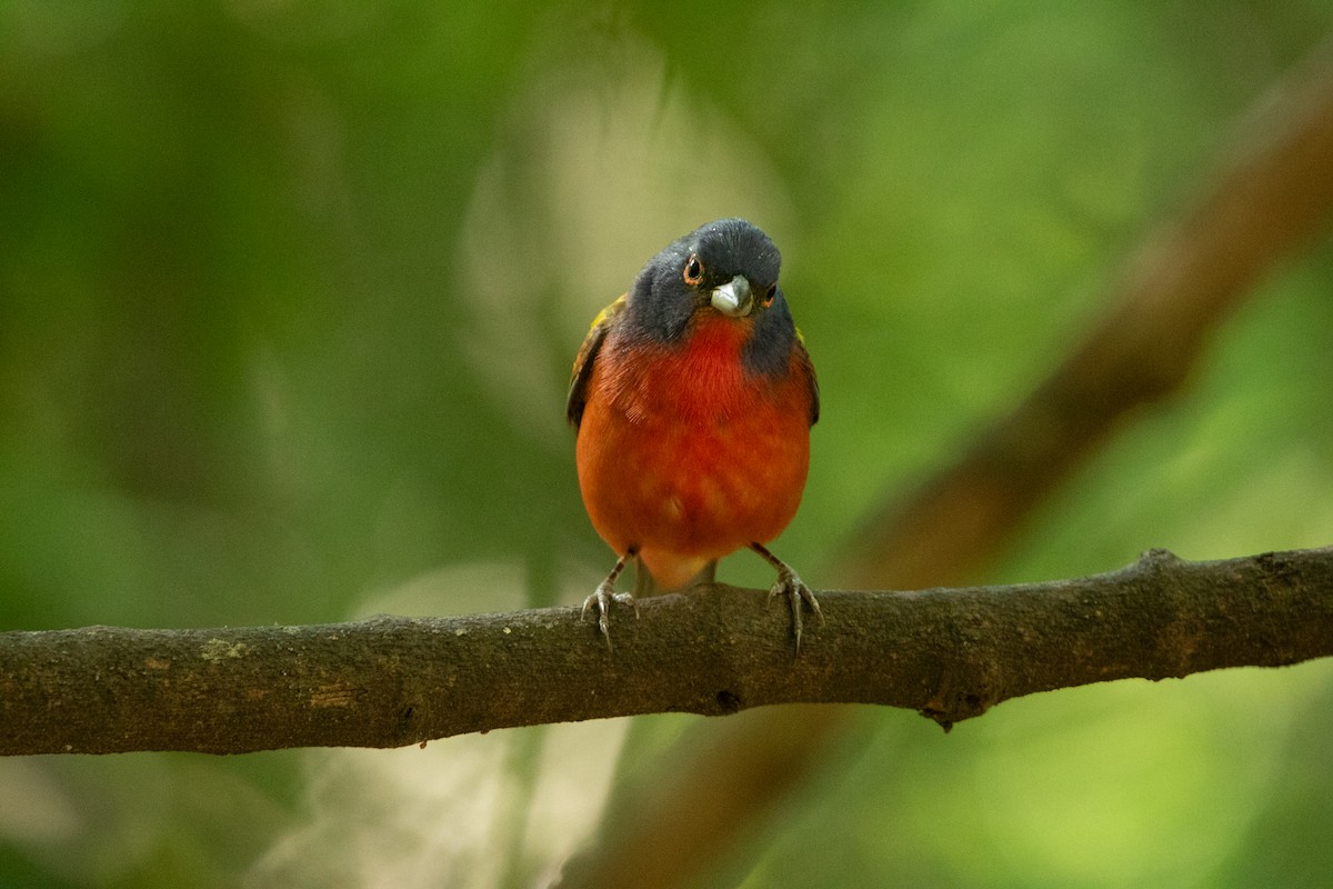 Painted Bunting - ML617943129